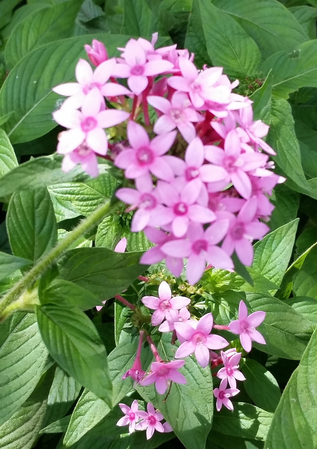 nature-no-person-leaf-flower-flora picture material