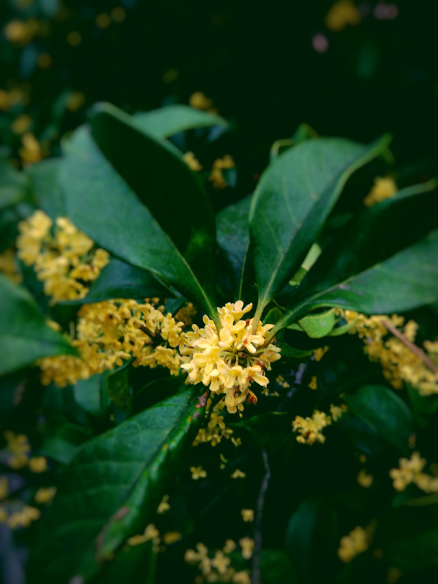 flower-nature-leaf-flora-no-person picture material