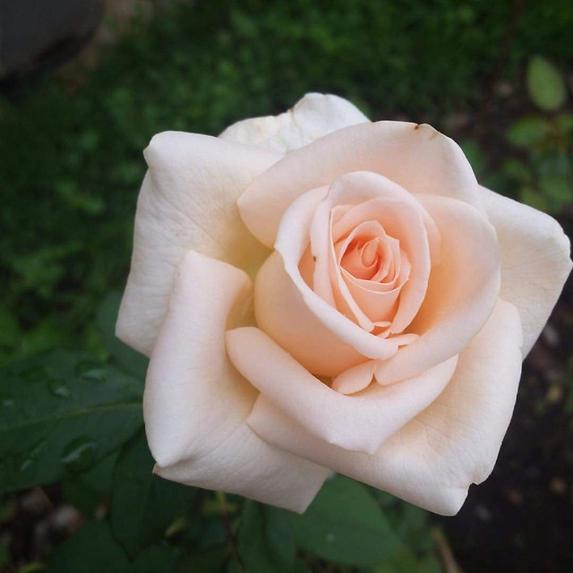 flower-rose-love-wedding-romance picture material