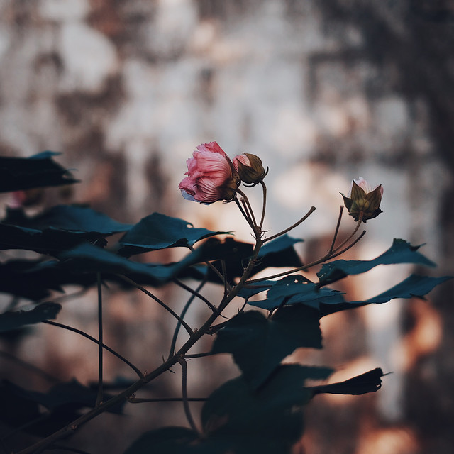 flower-leaf-no-person-nature-garden 图片素材
