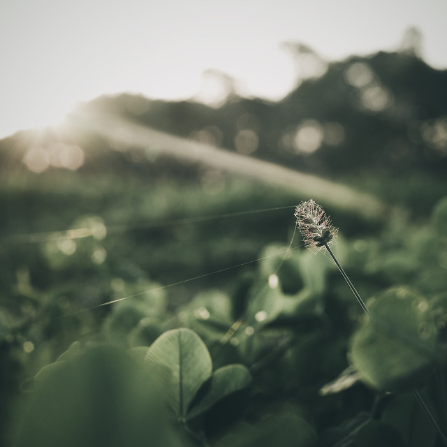 landscape-flower-dawn-dof-light picture material