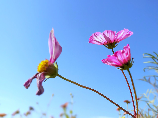 nature-flower-summer-flora-no-person 图片素材