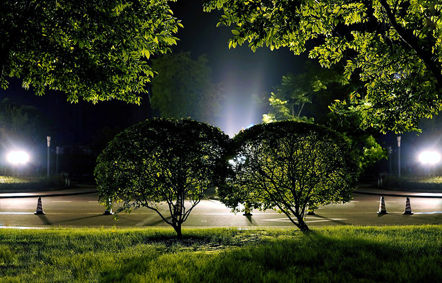 tree-no-person-dawn-grass-nature picture material