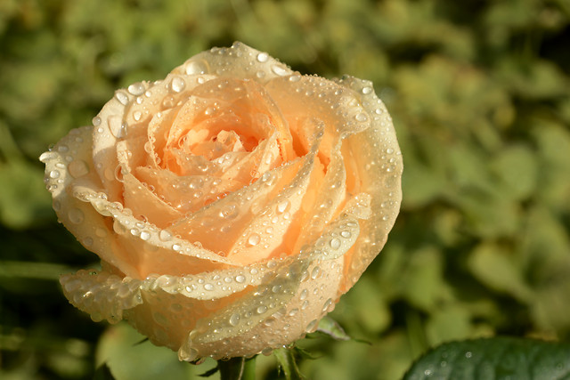 flower-rose-nature-wedding-leaf picture material