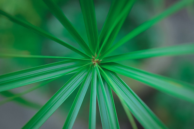 no-person-abstract-nature-green-leaf 图片素材