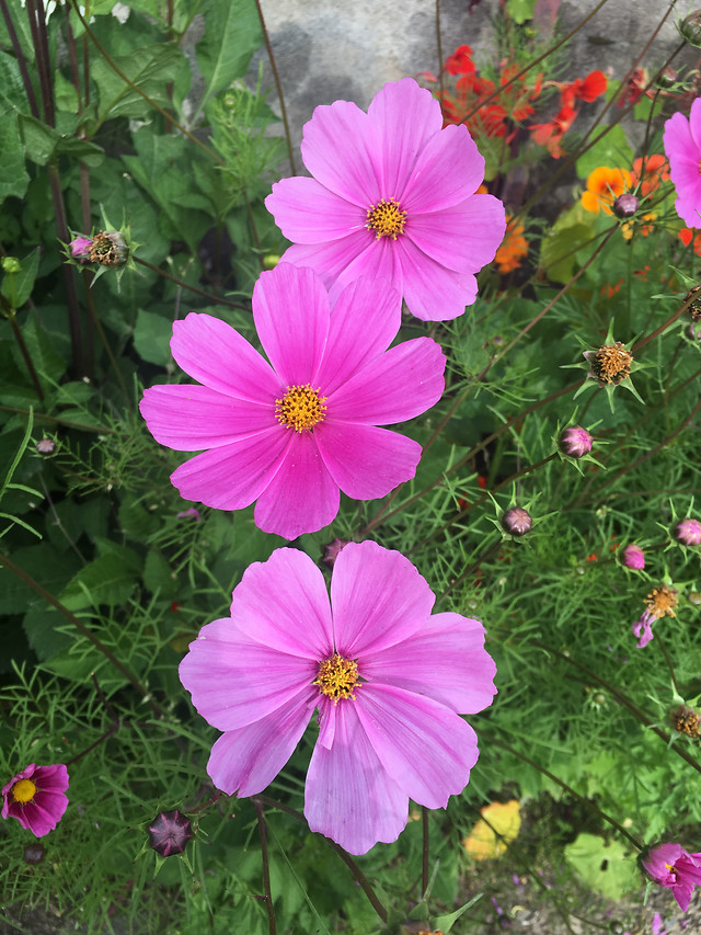 flower-nature-summer-garden-flora 图片素材