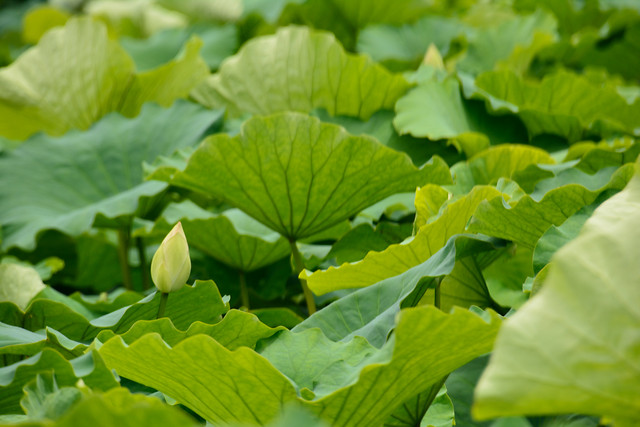 leaf-flora-nature-growth-vegetable 图片素材