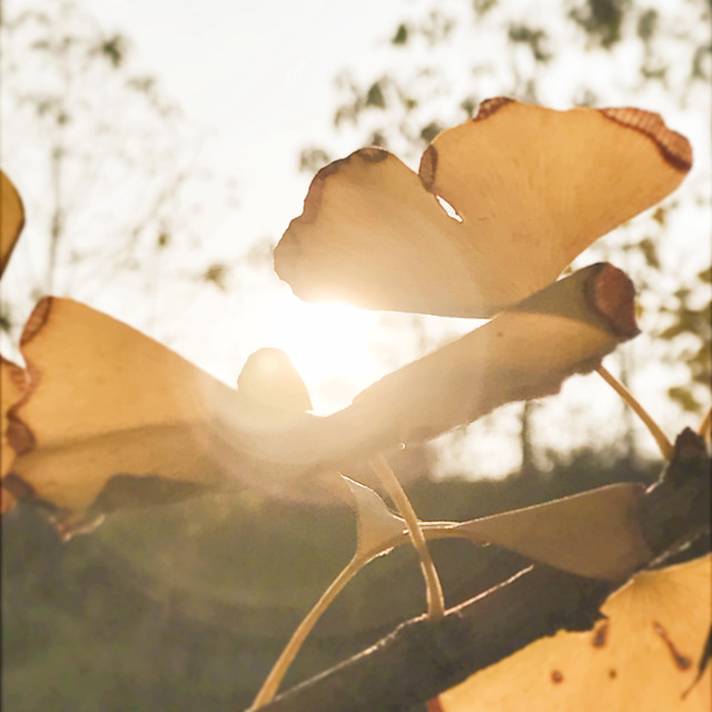 girl-flower-nature-still-life-beach 图片素材