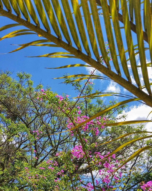 tree-nature-flora-tropical-leaf 图片素材