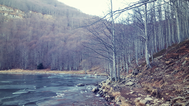 nature-water-tree-winter-river 图片素材