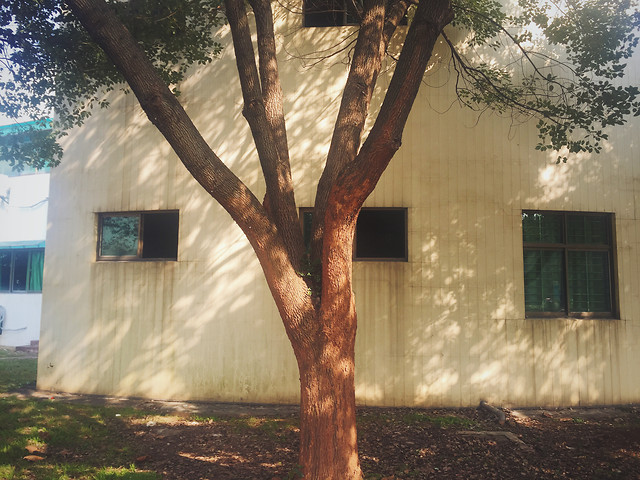 wood-tree-landscape-house-no-person 图片素材