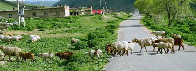 farm-agriculture-livestock-grass-rural 图片素材