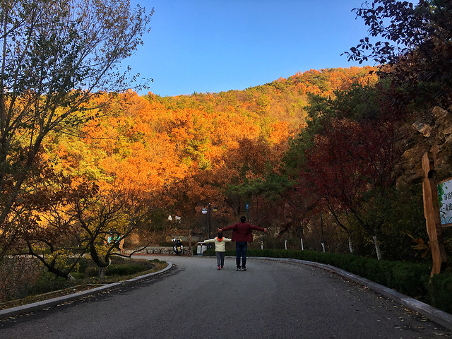 road-tree-no-person-fall-travel 图片素材