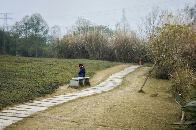 landscape-road-tree-environment-guidance picture material