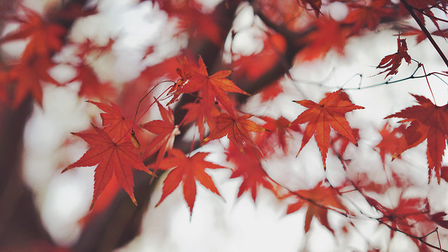 leaf-fall-maple-no-person-tree picture material