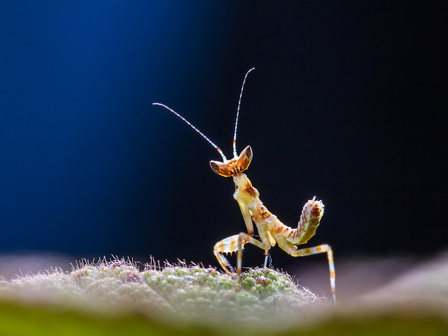 insect-invertebrate-wildlife-no-person-animal picture material