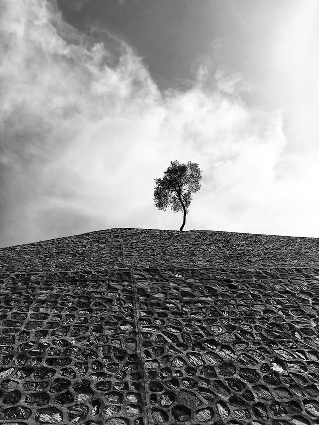 monochrome-sky-tree-no-person-landscape 图片素材