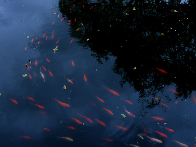 no-person-water-fish-red-nature picture material