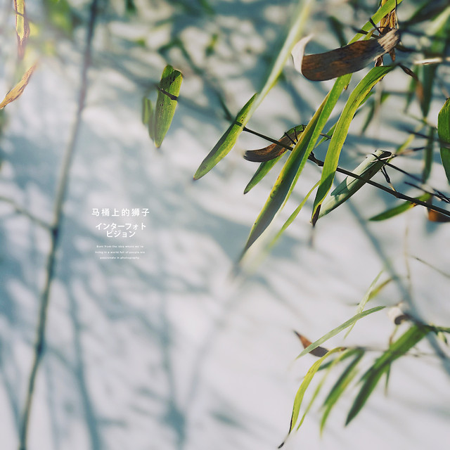 nature-no-person-leaf-flora-bamboo 图片素材