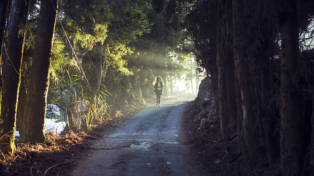 tree-landscape-wood-road-light picture material