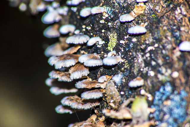 nature-no-person-fungus-moss-tree picture material