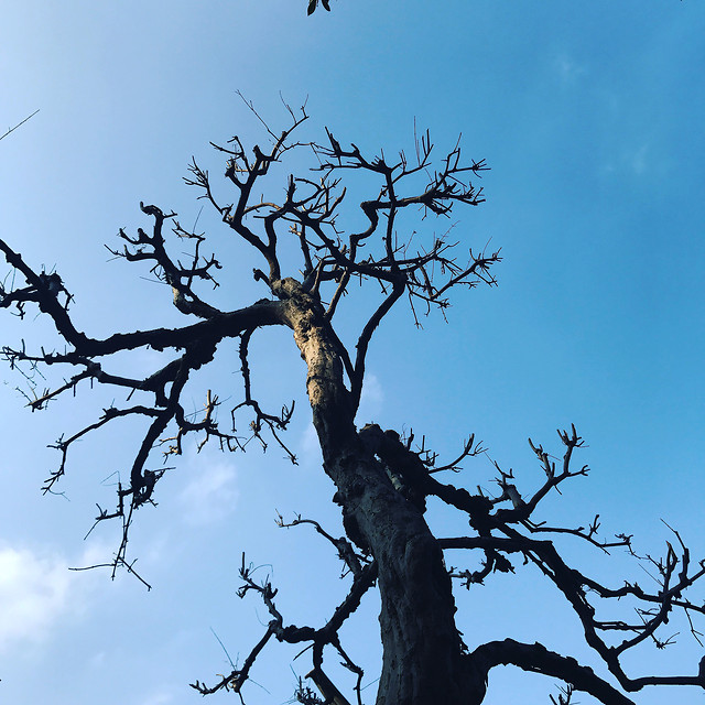 tree-no-person-branch-sky-bark 图片素材