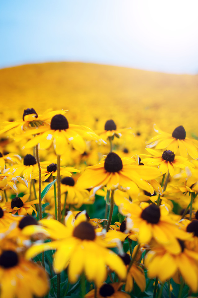 flower-nature-field-summer-yellow 图片素材