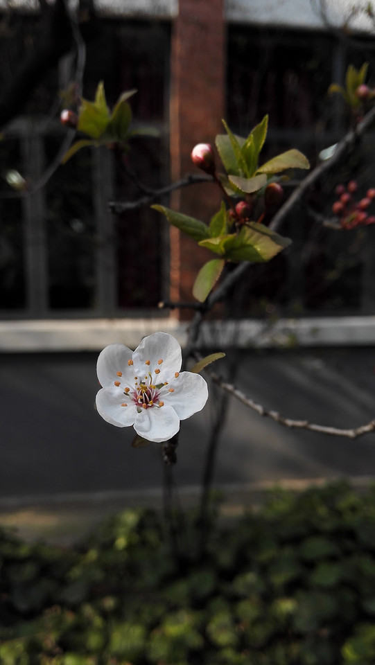 flower-nature-no-person-leaf-flora 图片素材