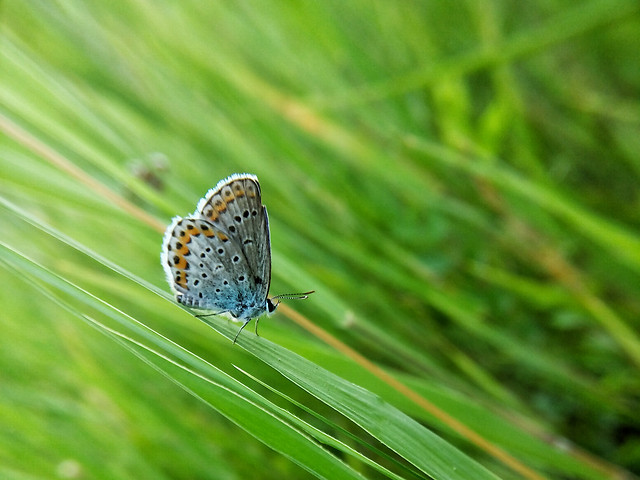 nature-butterfly-summer-insect-outdoors 图片素材