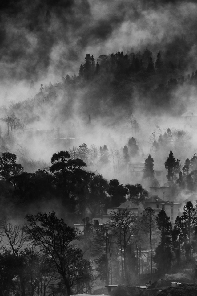 no-person-fog-mist-tree-sky picture material