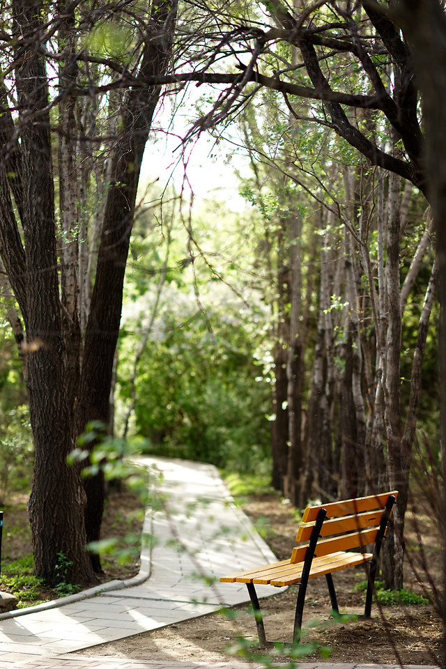 wood-tree-landscape-nature-park 图片素材