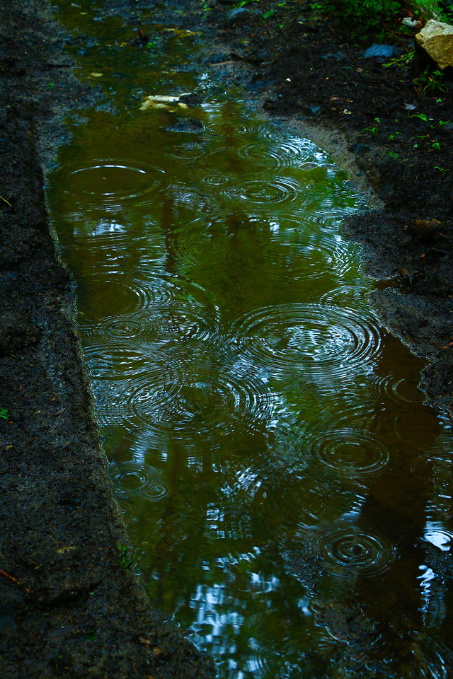 reflection-water-no-person-green-nature picture material