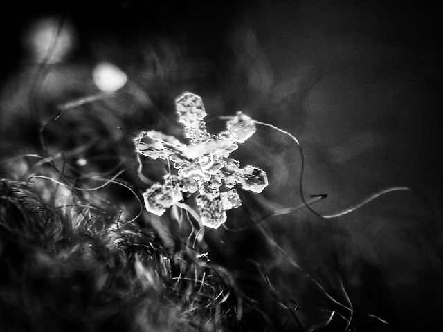 monochrome-flower-beautiful-art-black 图片素材