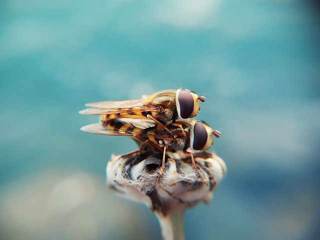 insect-no-person-nature-fly-wildlife 图片素材