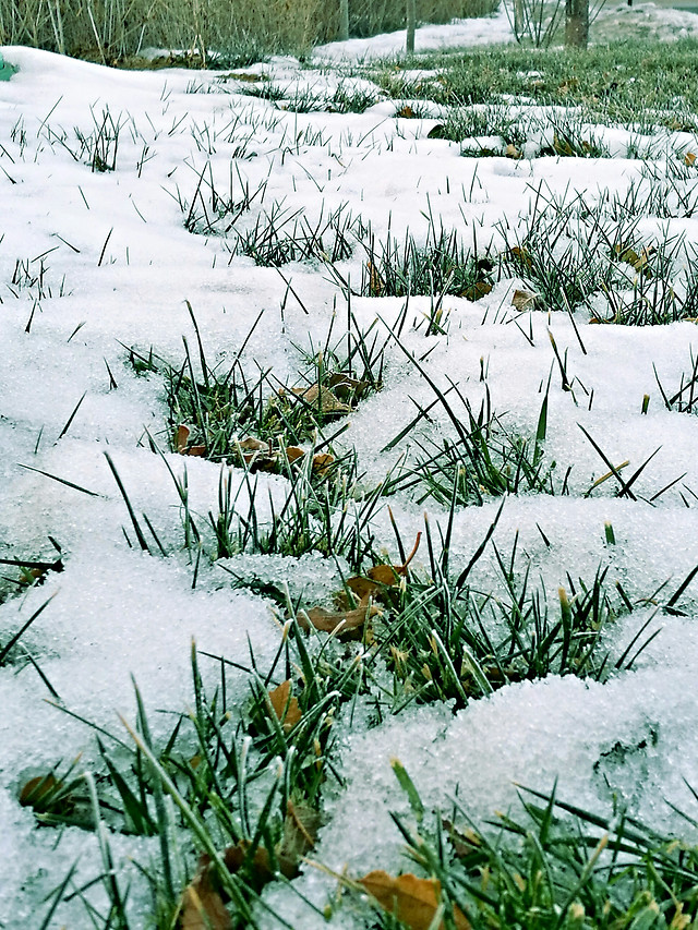 nature-snow-grass-landscape-outdoors 图片素材
