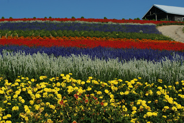 flower-landscape-field-agriculture-hayfield picture material