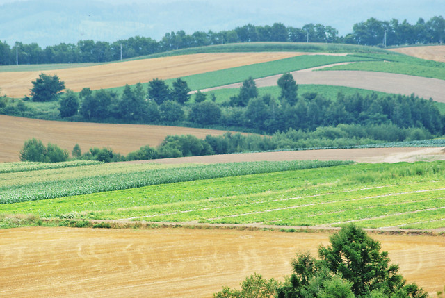 agriculture-no-person-cropland-farm-field picture material