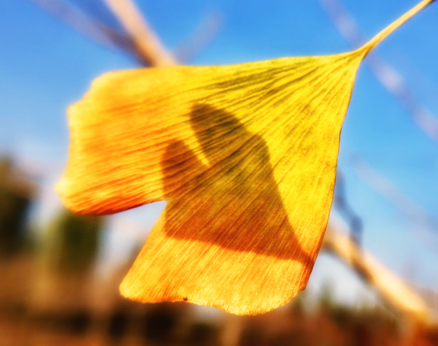 no-person-wood-outdoors-nature-yellow picture material