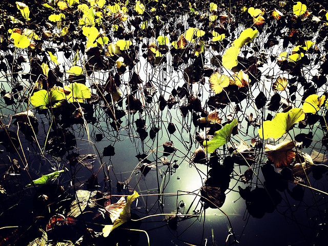 yellow-nature-water-outdoors-desktop picture material