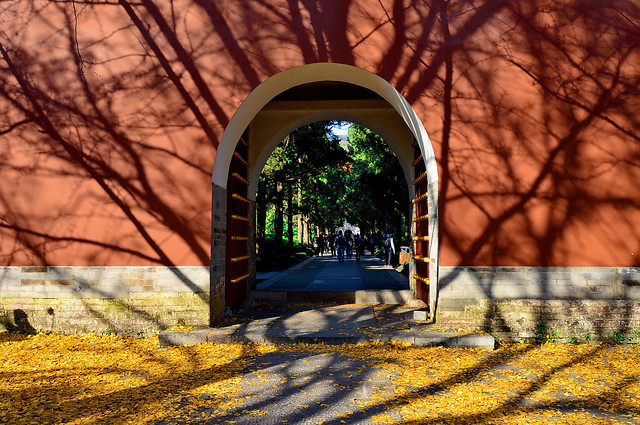 wood-no-person-fall-tree-landscape picture material