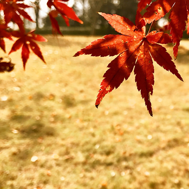 leaf-fall-maple-nature-season 图片素材