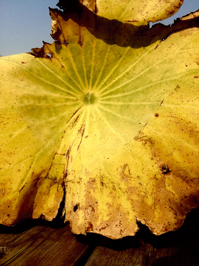 no-person-fall-leaf-nature-yellow picture material