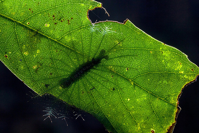 leaf-insect-nature-flora-environment picture material