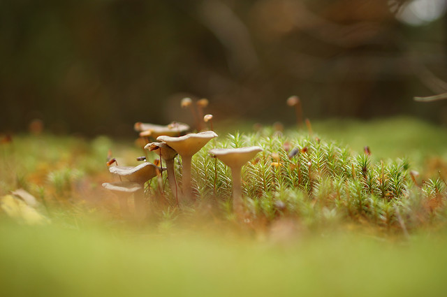 grass-nature-leaf-outdoors-fall 图片素材