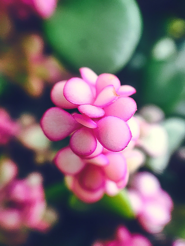 nature-color-flora-pink-flower 图片素材