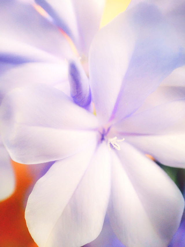 nature-flower-blur-no-person-white 图片素材