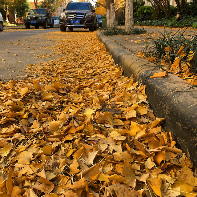 fall-no-person-leaf-tree-daylight 图片素材