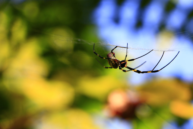 spider-insect-nature-garden-summer 图片素材