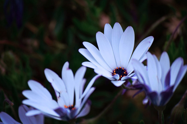 flower-nature-no-person-flora-garden picture material