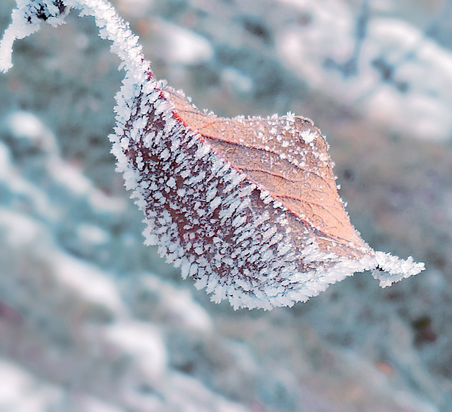 frost-no-person-winter-nature-snow picture material